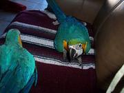  glorified  with  beauty  pair  of  blue  and  gold  macaw  parrots  
