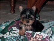 Teacup Yorkie Puppies For  Adoption to good homes