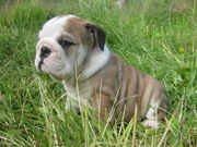 Free Akc registered english bulldog puppies or adoption