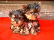 SWEET TEACUP YORKIES PUPPIES FOR FREE ADOPTION