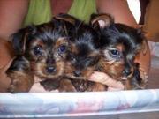 Adorable And Beautiful T-Cup Yorkie Puppies Ready for Xmas...(macknas2